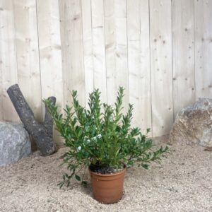 Azalea Japonica Blue Monday Cont 3 L 20/30