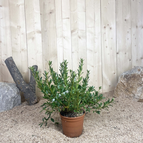 Azalea Japonica Blue Monday Cont 3 L 20/30