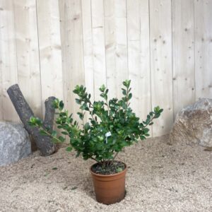 Azalea Japonica Florida Cont 3 L 25/30