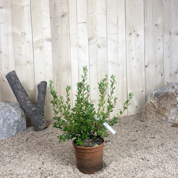 Azalea Japonica Hino Crimson Cont 3 L 25/30