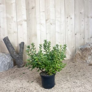Azalea Japonica Madame Van Hecke Cont 3 L 25/30