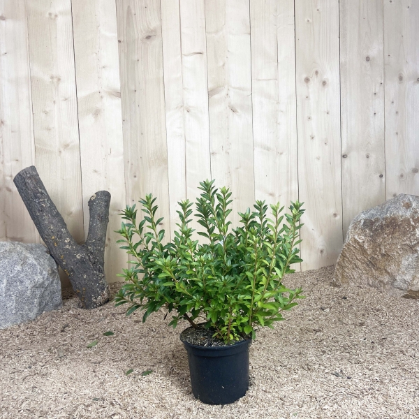 Azalea Japonica Madame Van Hecke Cont 3 L 25/30