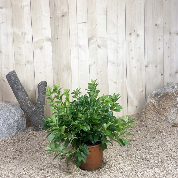 Azalea Japonica Perfection Cont 3 L 25/30