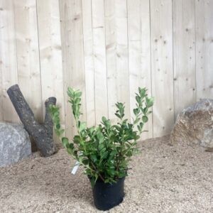 Azalea Japonica Santa Maria Cont 3 L 20/30
