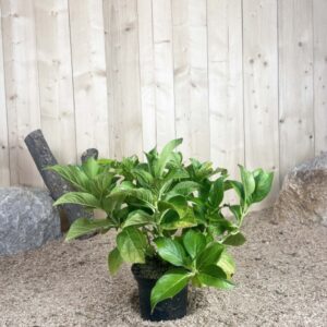 Hydrangea Macrophylla Teller Rouge Cont 3 L 5/7 Branches