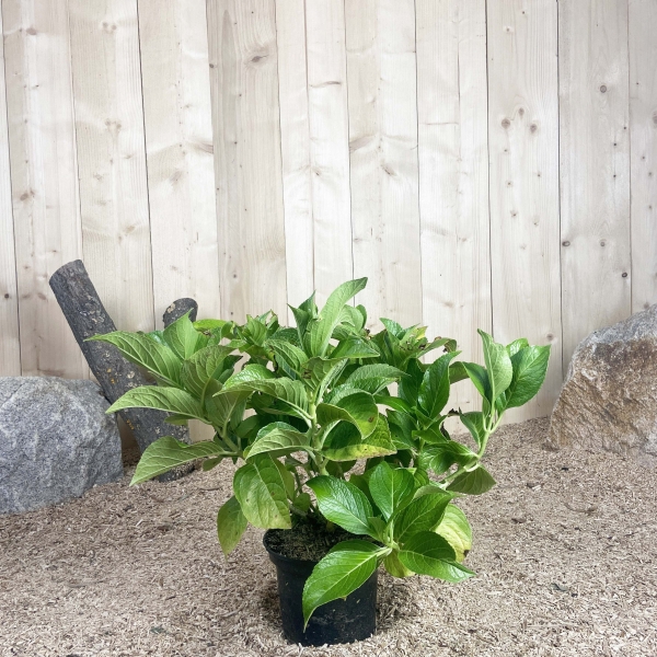 Hydrangea Macrophylla Teller Rouge Cont 3 L 5/7 Branches