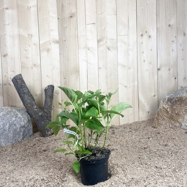 Hydrangea Macrophylla Mousmee Cont 3 L 5/7 Branches