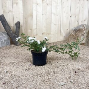 Rosa The Fairy Sea Foam Cont 3 L Touffe