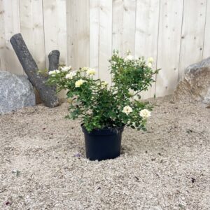 Rosa The Fairy Jaune Cont 3 L Touffe