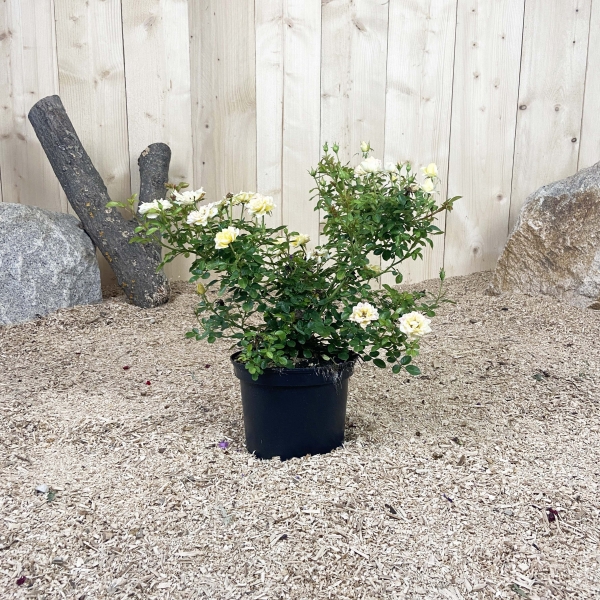 Rosa The Fairy Jaune Cont 3 L Touffe