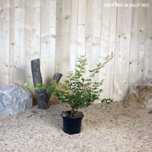 Acer Palmatum Katsura Cont 3 L 40/60
