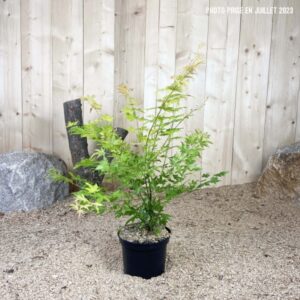Acer Palmatum Orange Dream Cont 3 L 40/60