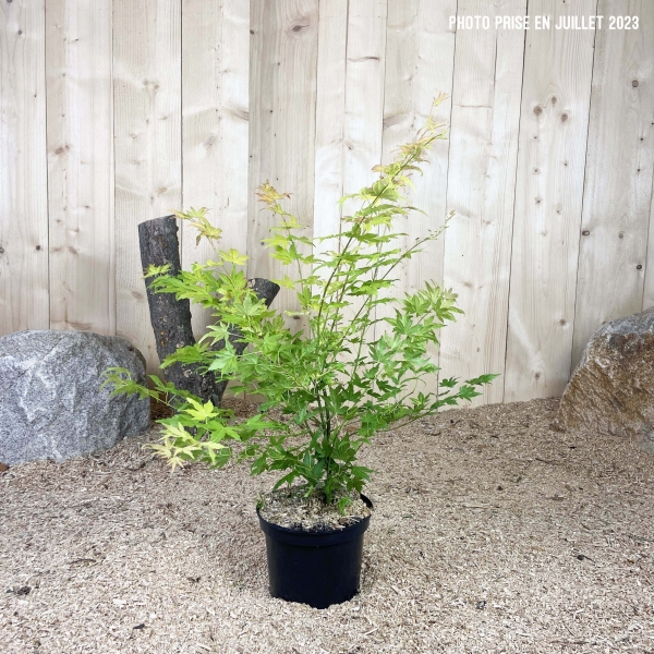 Acer Palmatum Orange Dream Cont 3 L 40/60
