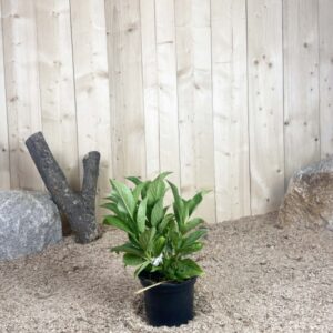 Hydrangea Macrophylla Blue Wave Cont 3 L 5/7 Branches