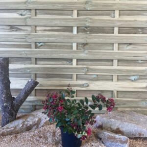 Lagerstroemia Indica Red Imperator Cont 3 L 30/40