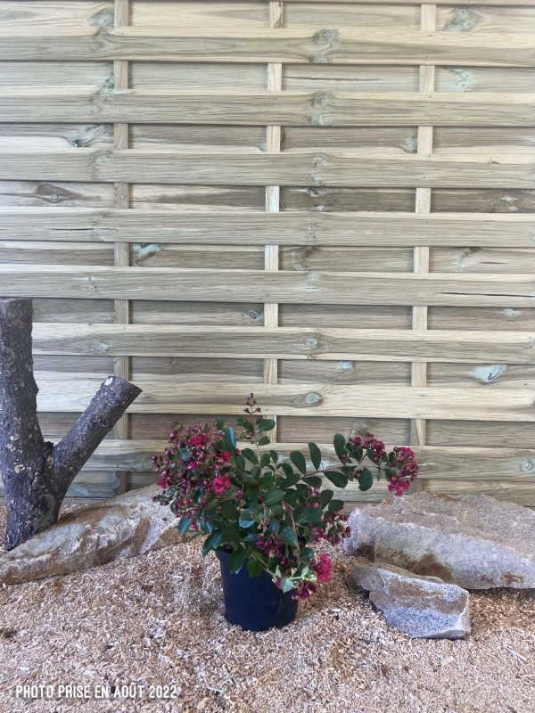 Lagerstroemia Indica Red Imperator Cont 3 L 30/40
