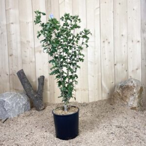 Hibiscus Syriacus Marina Cont 10 L 80/100