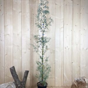 Eucalyptus Gunnii France Bleu ® Reugun Cont 5 L 125/150