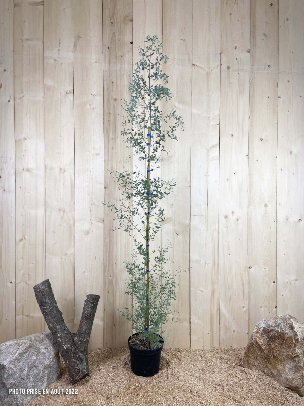 Eucalyptus Gunnii France Bleu ® Reugun Cont 5 L 125/150
