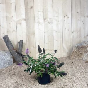 Buddleia Davidii Dark Pink Free Petit ® Cont 3 L 30/40