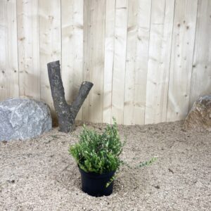 Vaccinium Macrocarpon Steven Cont 3 L Touffe