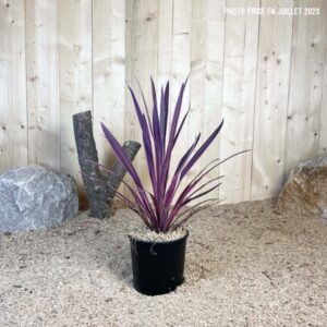 Cordyline Australis Banskii Dance Paso Doble Cont 5 L Touffe