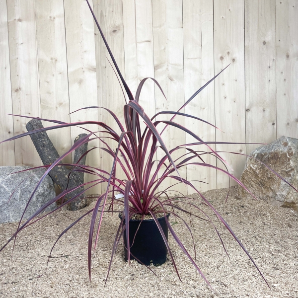 Cordyline Australis Banskii Dance Salsa Cont 5 L Touffe