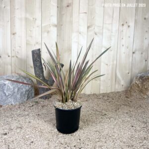 Phormium Tenax Flamingo Cont 5 L Touffe