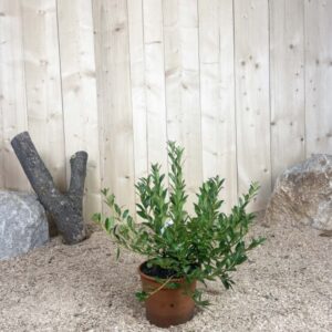 Azalea Japonica Blue Danube Cont 3 L 25/30