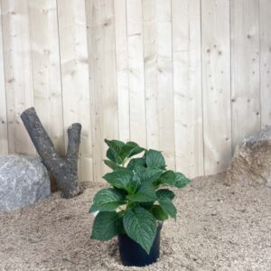 Hydrangea Macrophylla Teller Snow Cont 3 L 5/7 Branches