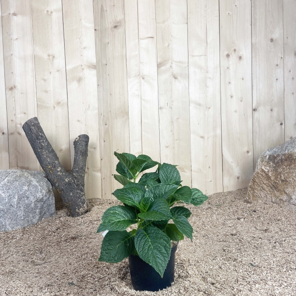 Hydrangea Macrophylla Teller Snow Cont 3 L 5/7 Branches