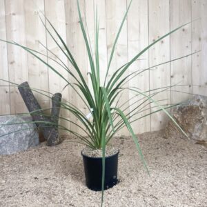 Cordyline australis Cont 5 L Touffe