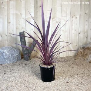 Cordyline Australis Banskii Electric Pink Cont 5 L Touffe