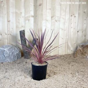 Cordyline Australis Charlie Boy Cont 5 L Touffe