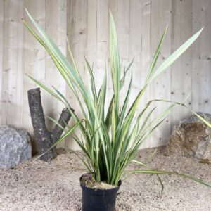 Phormium Tenax Apricot Queen Cont 5 L Touffe