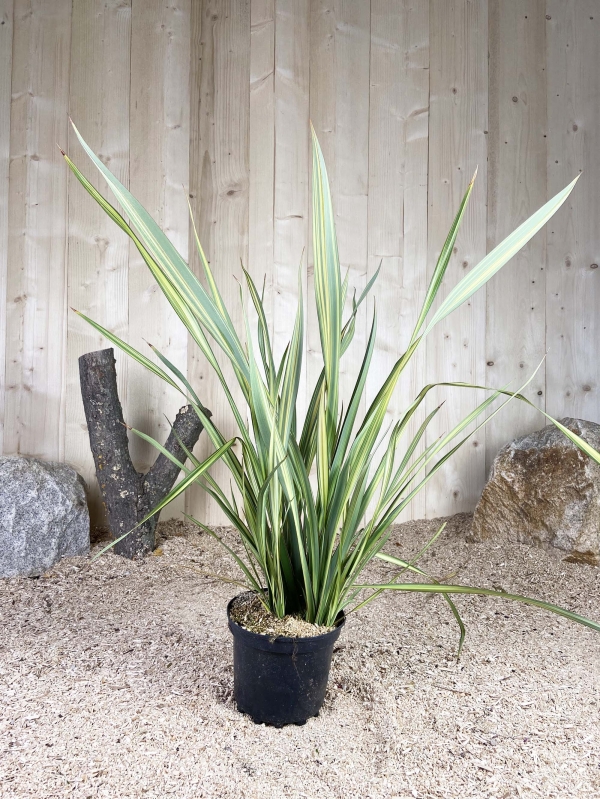 Phormium Tenax Apricot Queen Cont 5 L Touffe