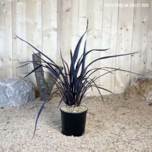 Phormium Tenax Black Adder Cont 5 L Touffe