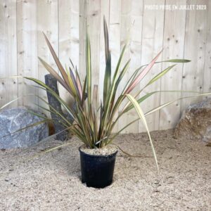 Phormium Tenax Golden Ray Cont 5 L Touffe