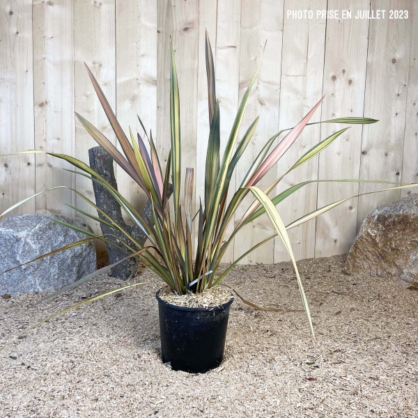 Phormium Tenax Golden Ray Cont 5 L Touffe