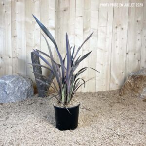 Phormium Tenax Pink Stripe Cont 5 L Touffe