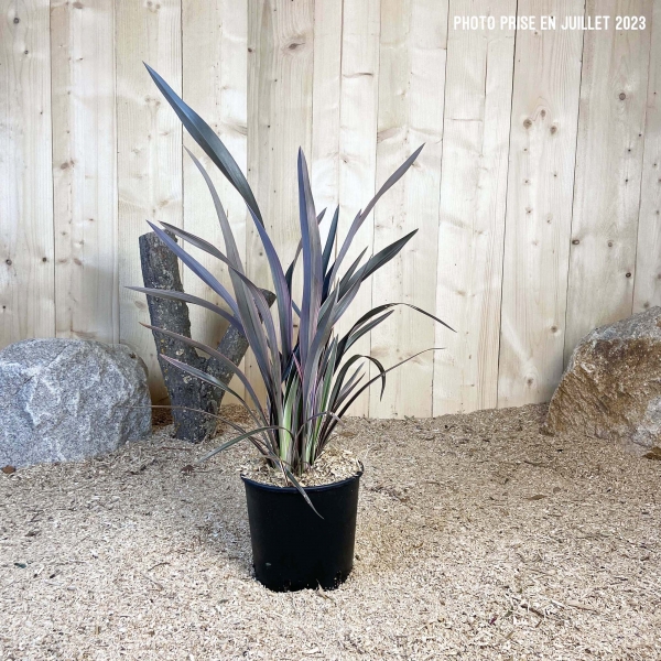 Phormium Tenax Pink Stripe Cont 5 L Touffe