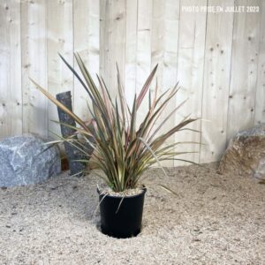 Phormium Tenax Rainbow Sunrise Cont 5 L Touffe