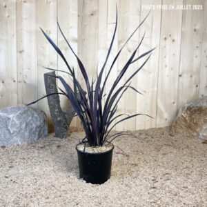 Phormium Tenax All Black Cont 5 L Touffe