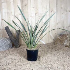 Phormium Tenax Tricolor Cont 5 L Touffe