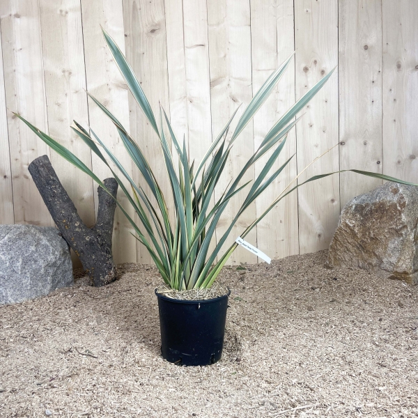 Phormium Tenax Tricolor Cont 5 L Touffe