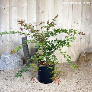 Acer Palmatum Beni Maiko Cont 10 L 60/80