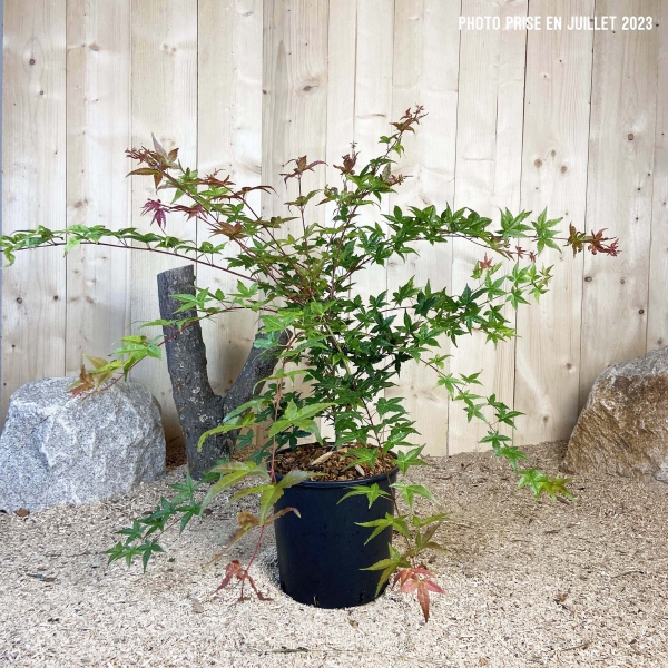 Acer Palmatum Beni Maiko Cont 10 L 60/80